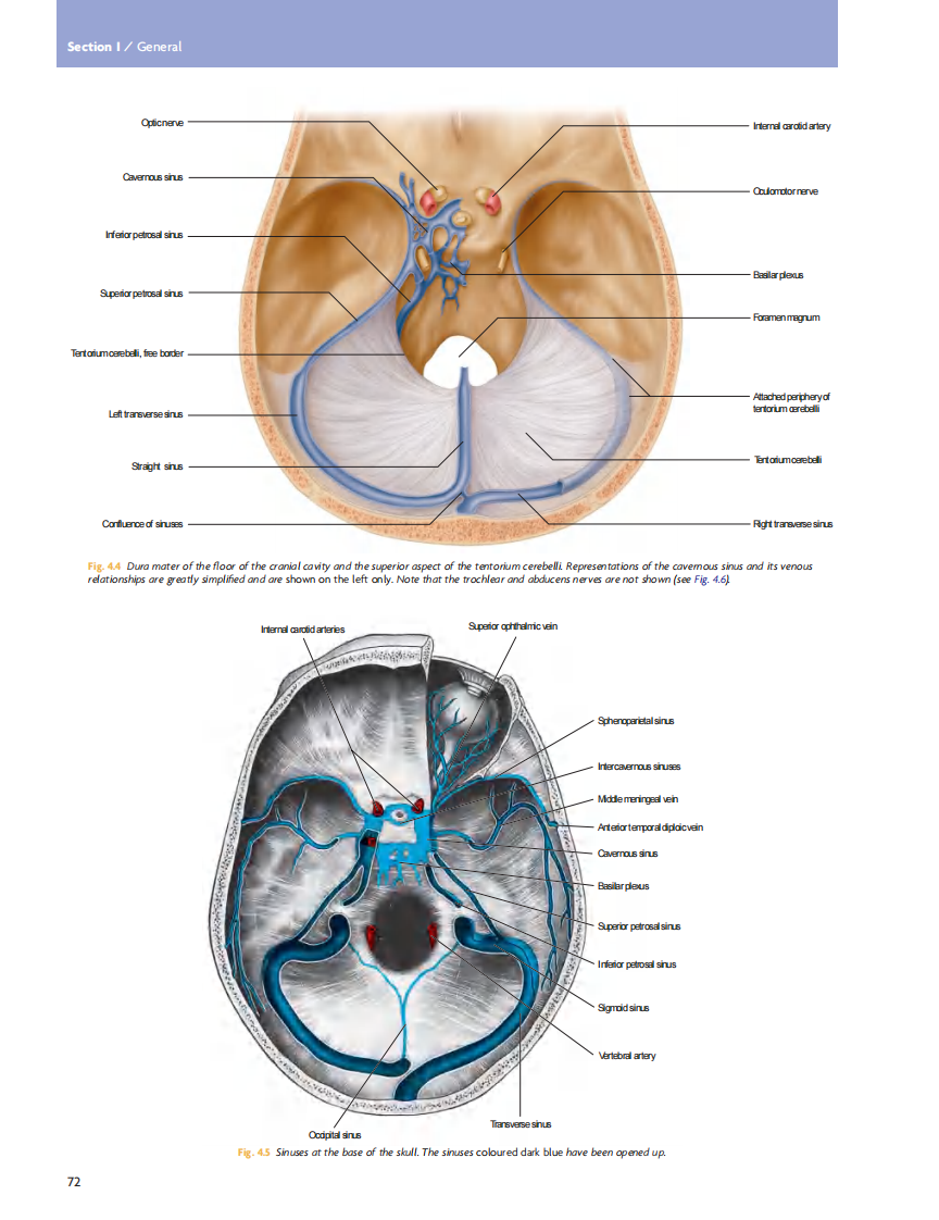 GRAY'S Clinical Neuroanatomy The Anatomic Basis for Clinical Neuroscience_部分4.pdf 第2页