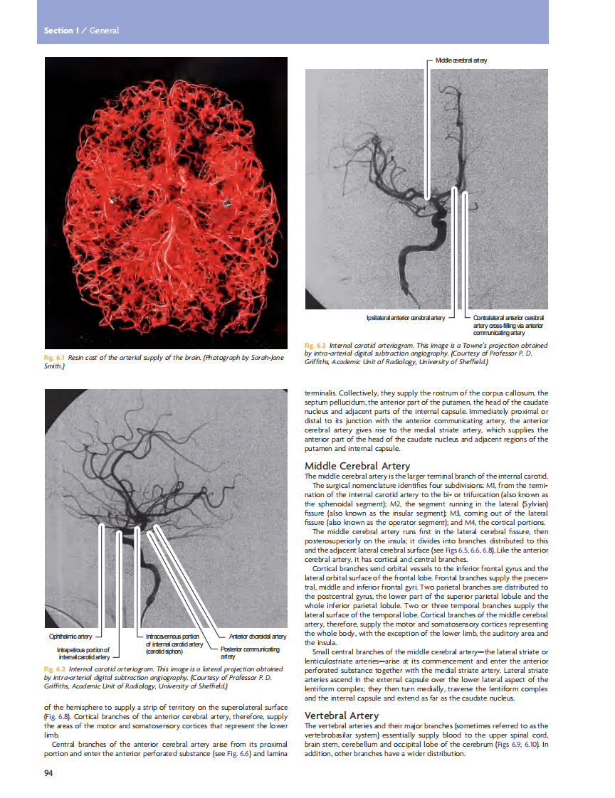 GRAY'S Clinical Neuroanatomy The Anatomic Basis for Clinical Neuroscience_部分5.pdf 第1页