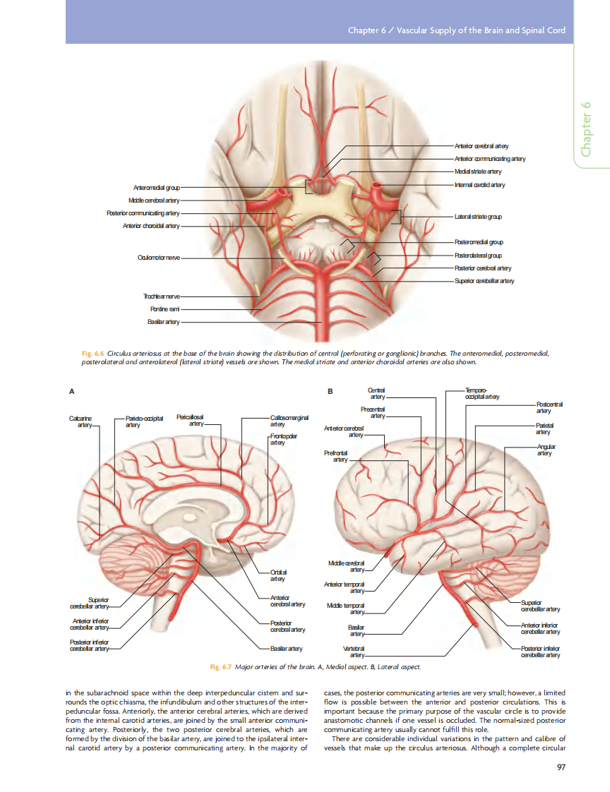 GRAY'S Clinical Neuroanatomy The Anatomic Basis for Clinical Neuroscience_部分5.pdf 第4页