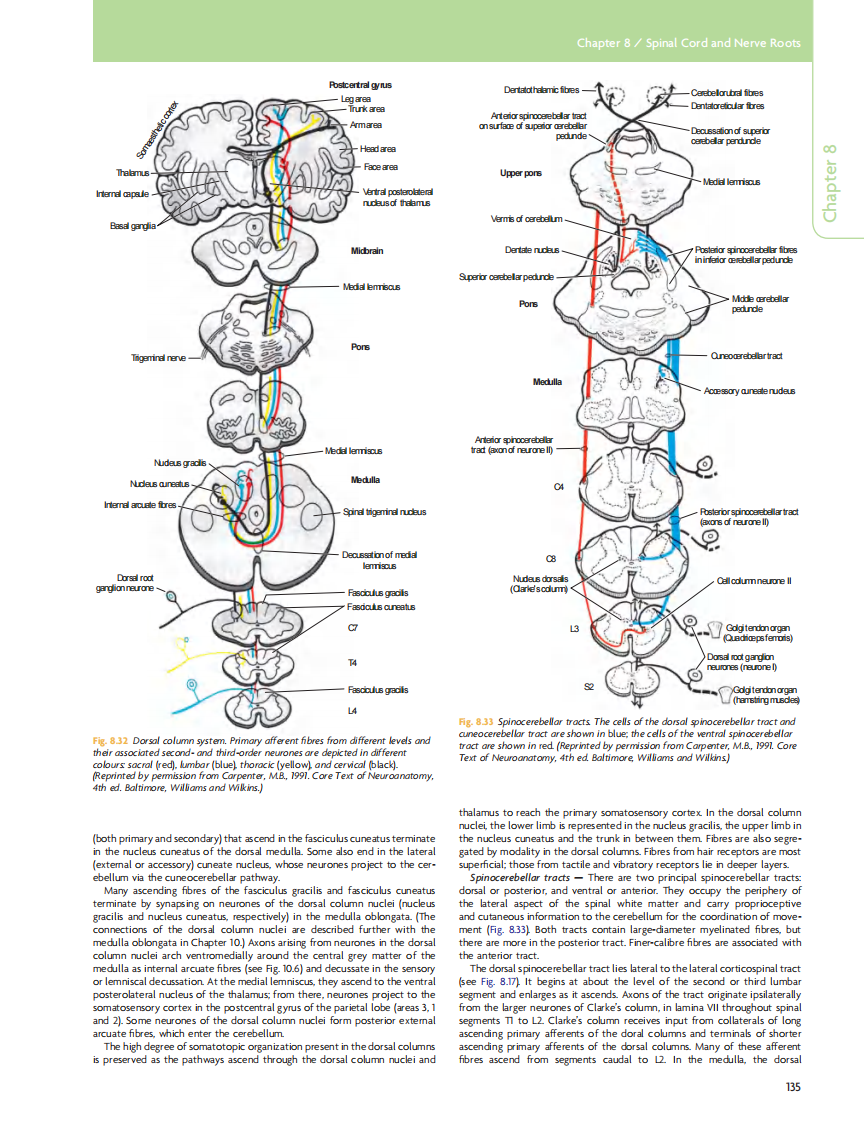 GRAY'S Clinical Neuroanatomy The Anatomic Basis for Clinical Neuroscience_部分7.pdf 第4页