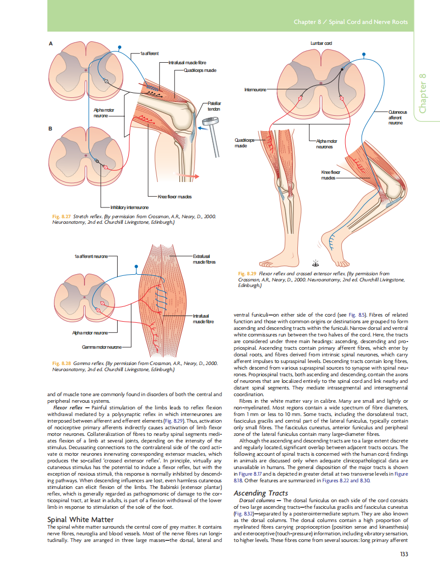 GRAY'S Clinical Neuroanatomy The Anatomic Basis for Clinical Neuroscience_部分7.pdf 第2页