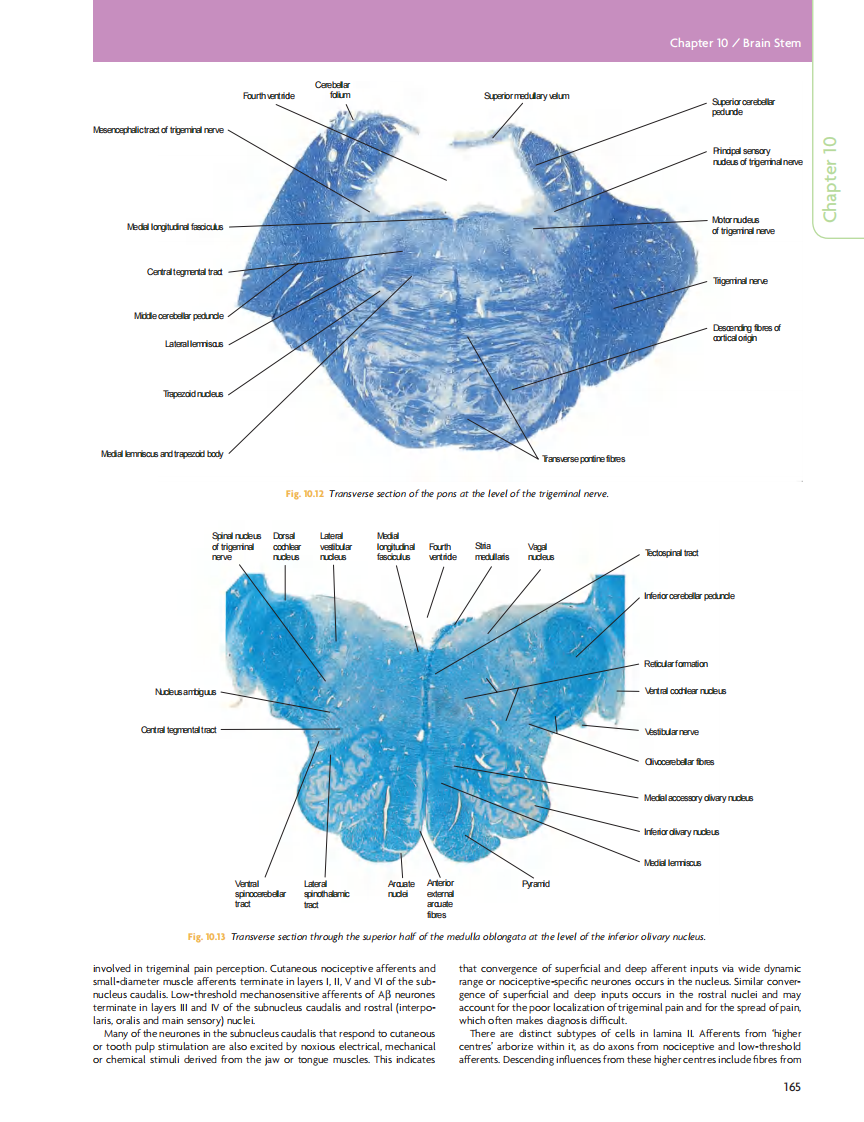 GRAY'S Clinical Neuroanatomy The Anatomic Basis for Clinical Neuroscience_部分8.pdf 第2页