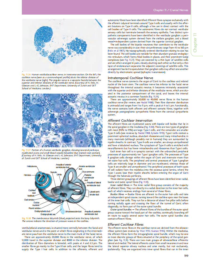 GRAY'S Clinical Neuroanatomy The Anatomic Basis for Clinical Neuroscience_部分9.pdf 第4页