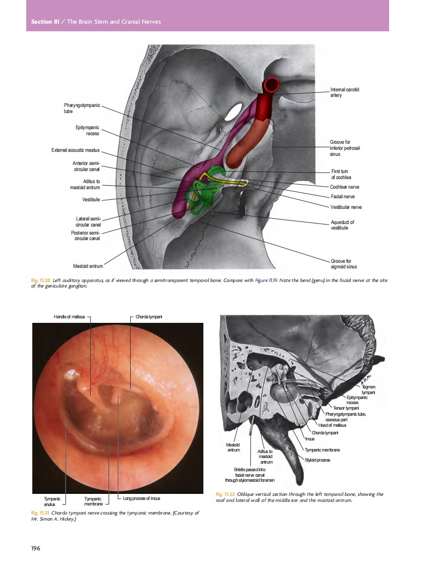 GRAY'S Clinical Neuroanatomy The Anatomic Basis for Clinical Neuroscience_部分9.pdf 第1页
