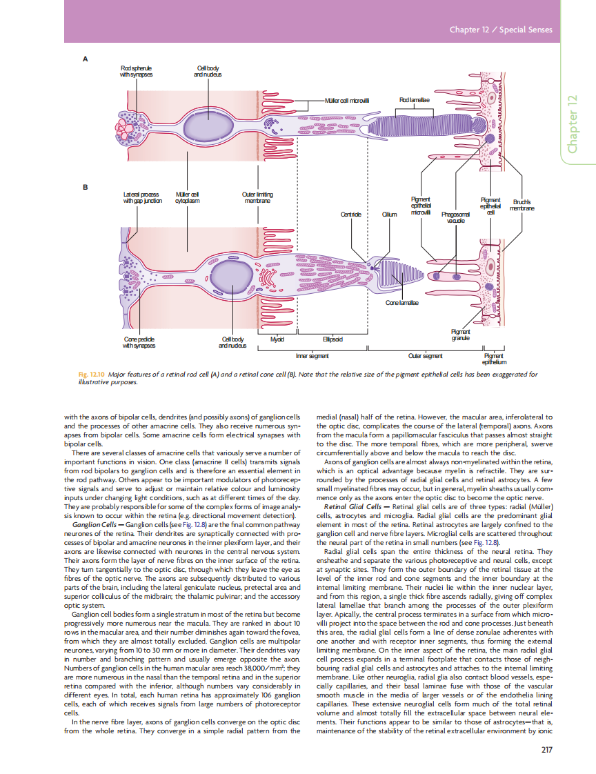 GRAY'S Clinical Neuroanatomy The Anatomic Basis for Clinical Neuroscience_部分10.pdf 第4页