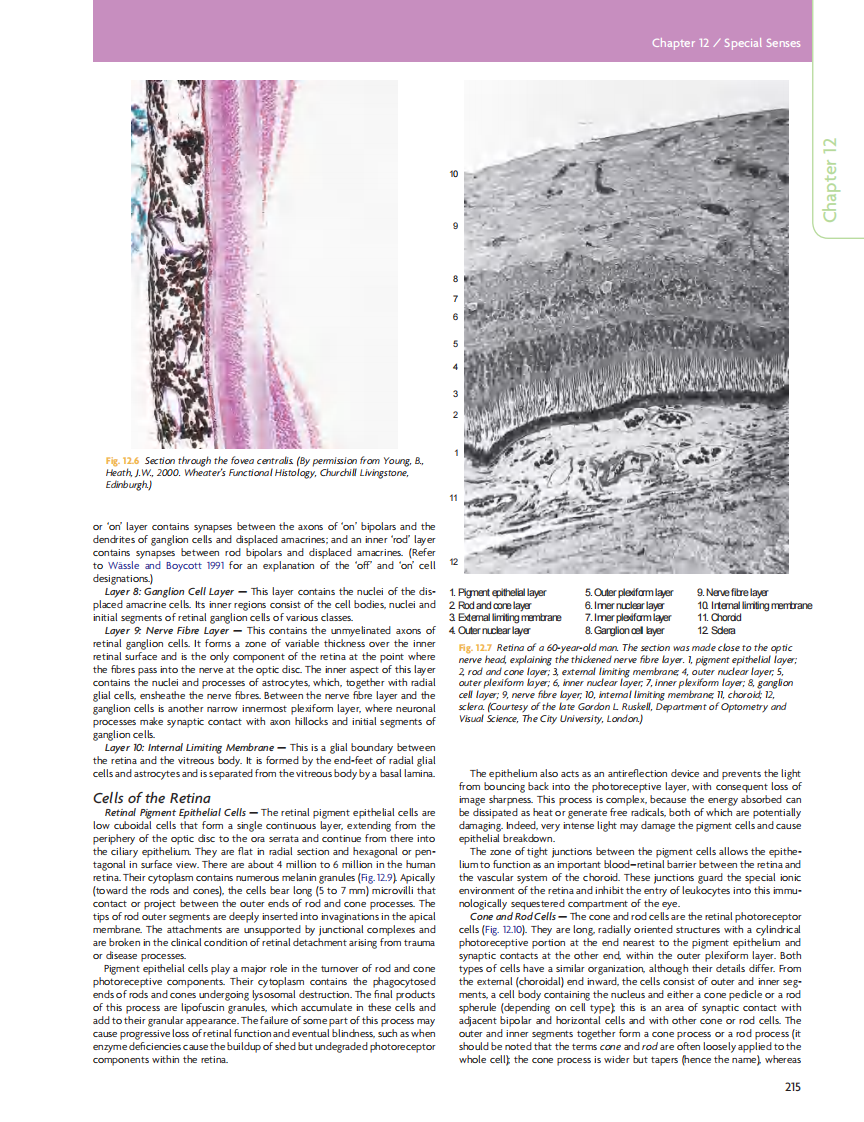 GRAY'S Clinical Neuroanatomy The Anatomic Basis for Clinical Neuroscience_部分10.pdf 第2页