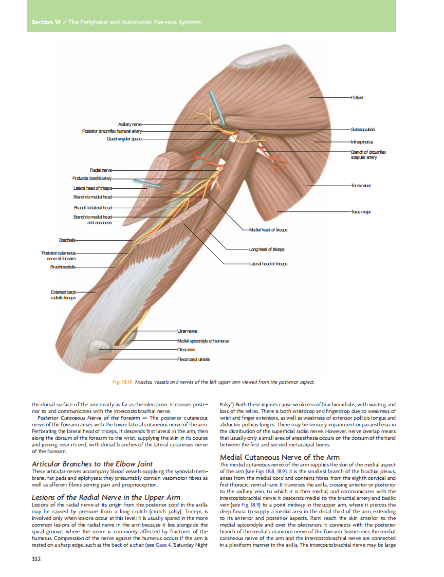 GRAY'S Clinical Neuroanatomy The Anatomic Basis for Clinical Neuroscience_部分14.pdf 第5页