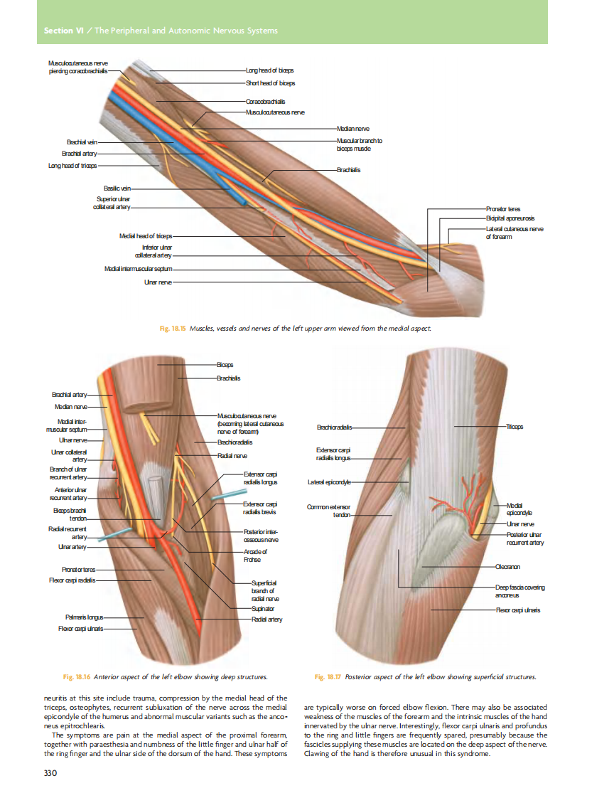 GRAY'S Clinical Neuroanatomy The Anatomic Basis for Clinical Neuroscience_部分14.pdf 第3页