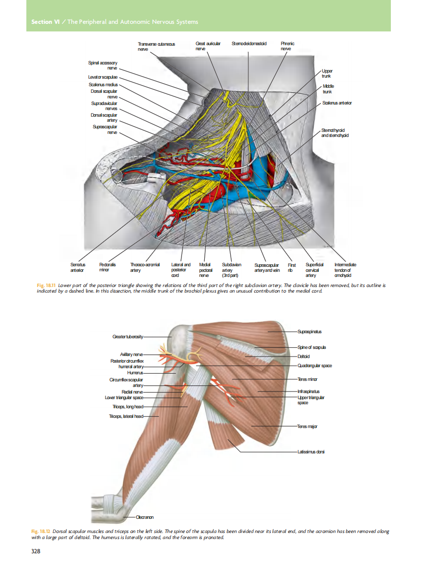 GRAY'S Clinical Neuroanatomy The Anatomic Basis for Clinical Neuroscience_部分14.pdf 第1页